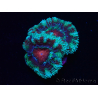 WYSIWYG Micromussa lordhowensis (ehemals Acanthastrea) 6F2