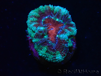 WYSIWYG Micromussa lordhowensis (ex Acanthastrea) 6F3