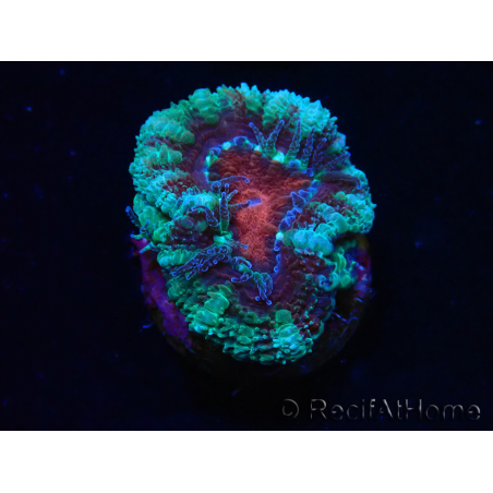 WYSIWYG Micromussa lordhowensis (ex Acanthastrea) 6F3