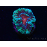 WYSIWYG Micromussa lordhowensis (ex Acanthastrea) 6F3