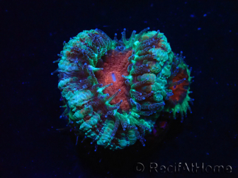 WYSIWYG Micromussa lordhowensis (ex Acanthastrea) 6F4