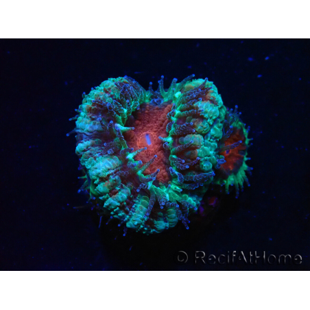 WYSIWYG Micromussa lordhowensis (ex Acanthastrea) 6F4