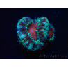 WYSIWYG Micromussa lordhowensis (ex Acanthastrea) 6F4