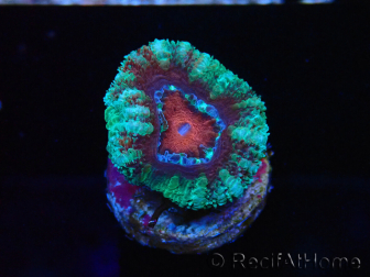 WYSIWYG Micromussa lordhowensis (ex Acanthastrea) 6F5