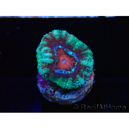 WYSIWYG Micromussa lordhowensis (ex Acanthastrea) 6F5