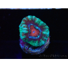 WYSIWYG Micromussa lordhowensis (formerly Acanthastrea) 6F5