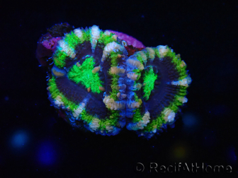 WYSIWYG Micromussa lordhowensis (antiguamente Acanthastrea) 6F6