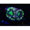 WYSIWYG Micromussa lordhowensis (formerly Acanthastrea) 6F6