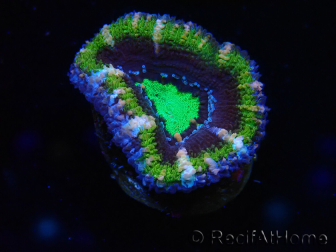 WYSIWYG Micromussa lordhowensis (ex Acanthastrea) 6F7
