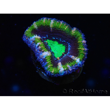 WYSIWYG Micromussa lordhowensis (ex Acanthastrea) 6F7