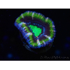 WYSIWYG Micromussa lordhowensis (ex Acanthastrea) 6F7