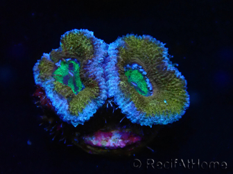 WYSIWYG Micromussa lordhowensis (formerly Acanthastrea) 6G2