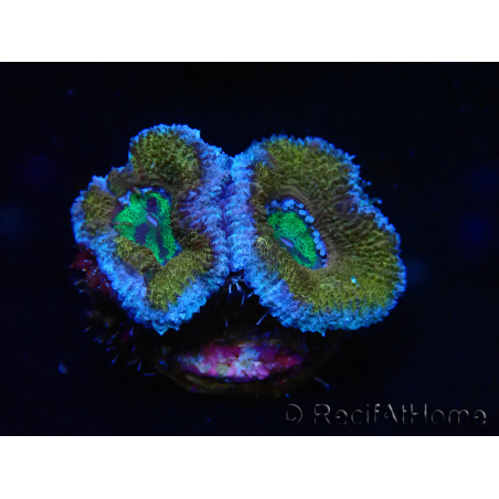 WYSIWYG Micromussa lordhowensis (ex Acanthastrea) 6G2