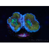 WYSIWYG Micromussa lordhowensis (ex Acanthastrea) 6G2