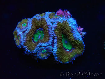 WYSIWYG Micromussa lordhowensis (formerly Acanthastrea) 6G3