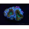 WYSIWYG Micromussa lordhowensis (anteriormente Acanthastrea) 6G3
