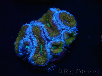 WYSIWYG Micromussa lordhowensis (ehemals Acanthastrea) 6G4
