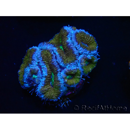 WYSIWYG Micromussa lordhowensis (ex Acanthastrea) 6G4