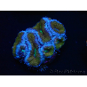 WYSIWYG Micromussa lordhowensis (ex Acanthastrea) 6G4