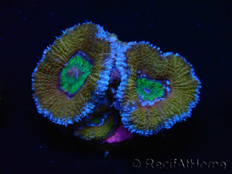 WYSIWYG Micromussa lordhowensis (ex Acanthastrea) 6G5