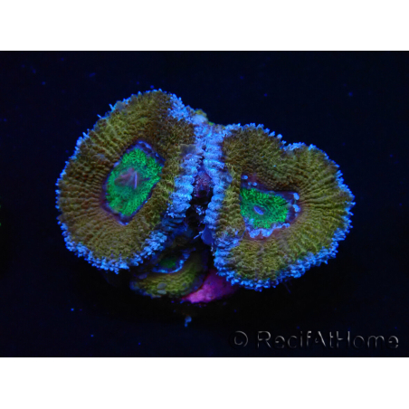 WYSIWYG Micromussa lordhowensis (ex Acanthastrea) 6G5