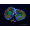 WYSIWYG Micromussa lordhowensis (ex Acanthastrea) 6G5
