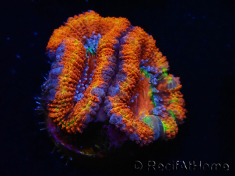 WYSIWYG Micromussa lordhowensis (formerly Acanthastrea) 6G6