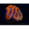 WYSIWYG Micromussa lordhowensis (ex Acanthastrea) 6G6