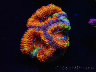 WYSIWYG Micromussa lordhowensis (ehemals Acanthastrea) 6G7