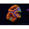 WYSIWYG Micromussa lordhowensis (ex Acanthastrea) 6G7