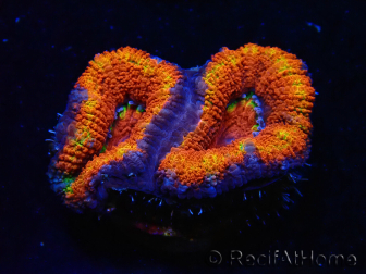 WYSIWYG Micromussa lordhowensis (formerly Acanthastrea) 6G8