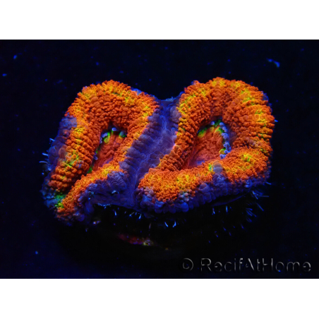 WYSIWYG Micromussa lordhowensis (ex Acanthastrea) 6G8
