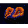 WYSIWYG Micromussa lordhowensis (ehemals Acanthastrea) 6G8
