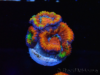 WYSIWYG Micromussa lordhowensis (ex Acanthastrea) 6G9