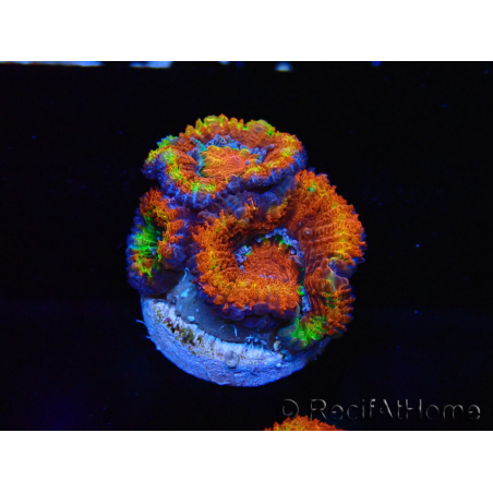 WYSIWYG Micromussa lordhowensis (antes Acanthastrea) 6K