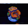 WYSIWYG Micromussa lordhowensis (ex Acanthastrea) 6G9