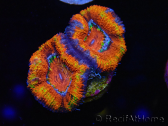 WYSIWYG Micromussa lordhowensis (antes Acanthastrea) 6K