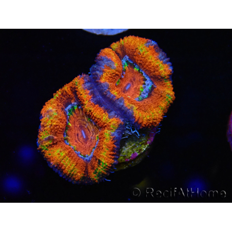 WYSIWYG Micromussa lordhowensis (ex Acanthastrea) 6G10