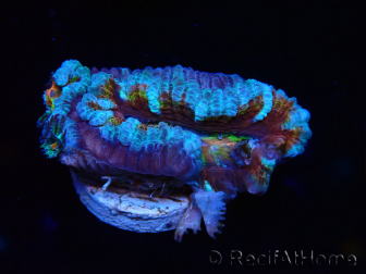 WYSIWYG Micromussa lordhowensis (anteriormente Acanthastrea) 6H1