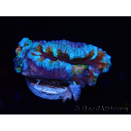 WYSIWYG Micromussa lordhowensis (ex Acanthastrea) 6H1