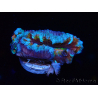WYSIWYG Micromussa lordhowensis (ex Acanthastrea) 6H1