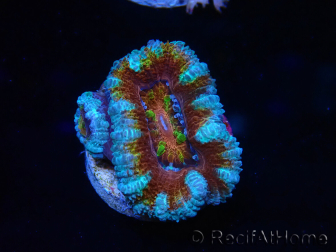 WYSIWYG Micromussa lordhowensis (ex Acanthastrea) 6H2