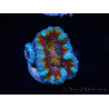 WYSIWYG Micromussa lordhowensis (formerly Acanthastrea) 6H2
