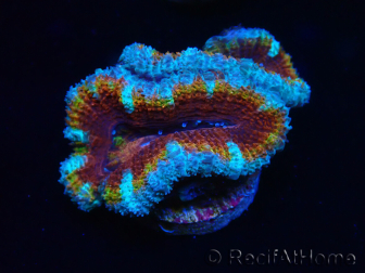 WYSIWYG Micromussa lordhowensis (ehemals Acanthastrea) 6H3