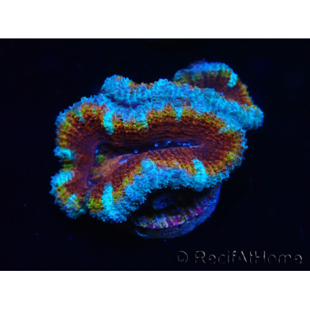 Micromussa lordhowensis WYSIWYG (ex Acanthastrea) 6H3