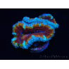 WYSIWYG Micromussa lordhowensis (ex Acanthastrea) 6H3