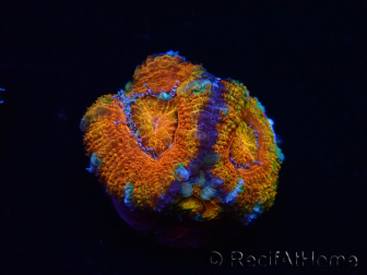 WYSIWYG Micromussa lordhowensis (ex Acanthastrea) 6H6