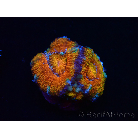WYSIWYG Micromussa lordhowensis (ex Acanthastrea) 6H6