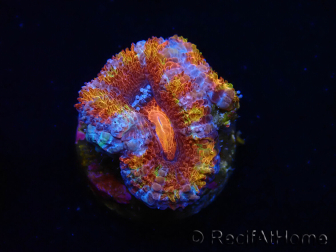 WYSIWYG Micromussa lordhowensis (ex Acanthastrea) 6H7