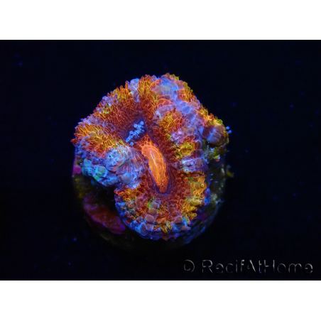 WYSIWYG Micromussa lordhowensis (formerly Acanthastrea) 6H7